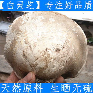 优质白灵芝 云野生山整个白芝2-4个500克免费切片新鲜干货纯正