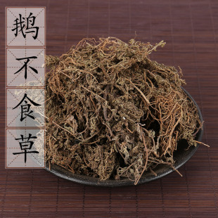 【100克】野生鹅不食草 食胡荽 鹅不食 中药材店铺天胡荽 2件包邮