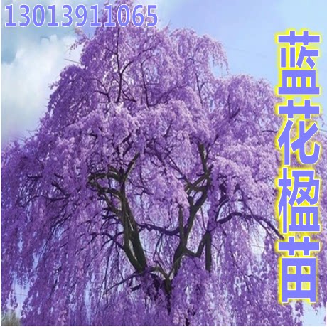 苗木蓝花楹苗蓝花楹树苗红花楹苗凤凰木树苗绿化苗木在类目 鲜花速递/花卉仿真/绿植园艺, 花园植物/行道树/果树, 行道树/乔木中 - 来自Buy2taobao.com提供专业的淘宝代购服务