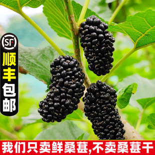 包邮 顺丰 新鲜桑葚水果现摘现发时令鲜果黑桑葚五斤装 2025秋冬季