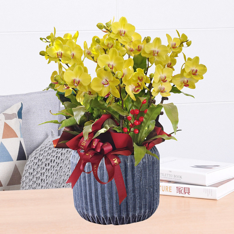 黄色蝴蝶兰盆栽花卉兰花室内客厅办公室前台植物开业乔迁送礼绿植