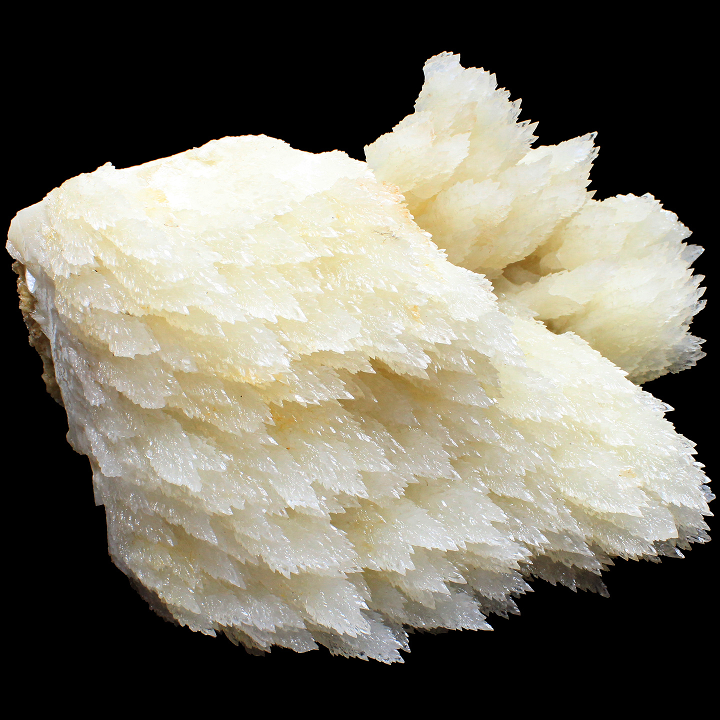 如鸿一物一图天然树叶方解石摆件水晶矿石奇石星光面标本石头