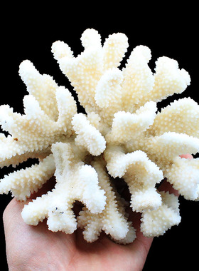 如鸿如鸿天然水晶原石白珊瑚矿石鱼缸装饰造景小摆件树杈形石头