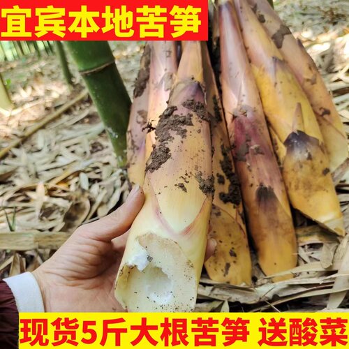 四川宜宾苦笋今年新鲜苦笋现货发