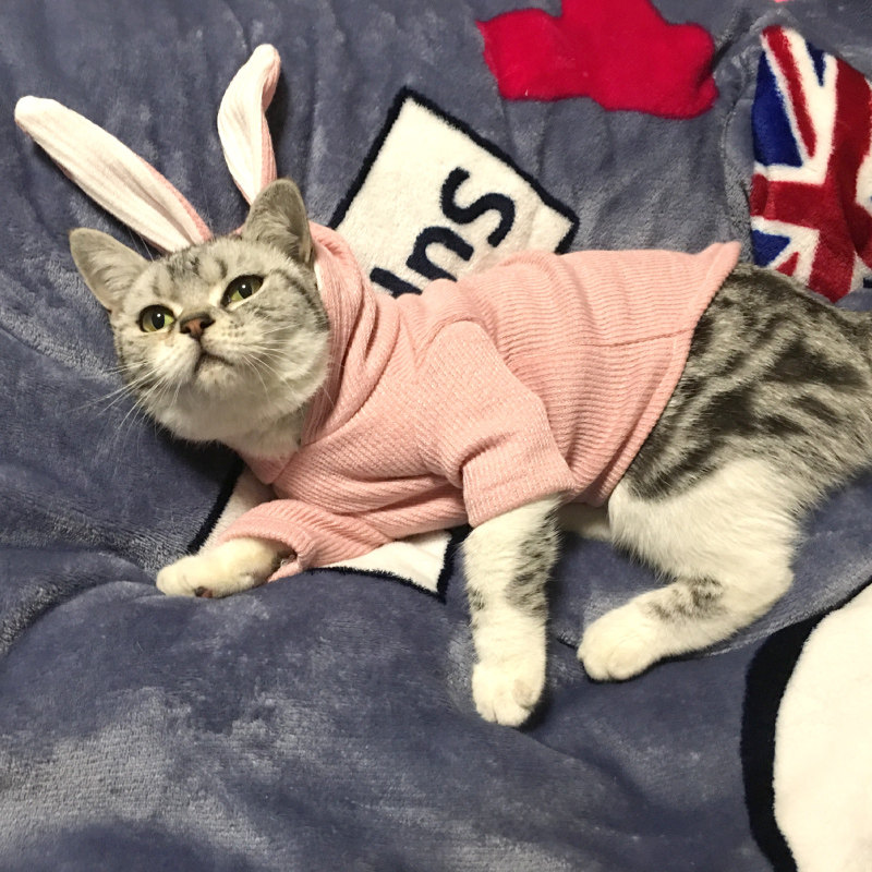 粉兔子猫咪狗狗卫衣秋冬新款狗衣服针织毛衣连帽兔耳朵宠物可爱