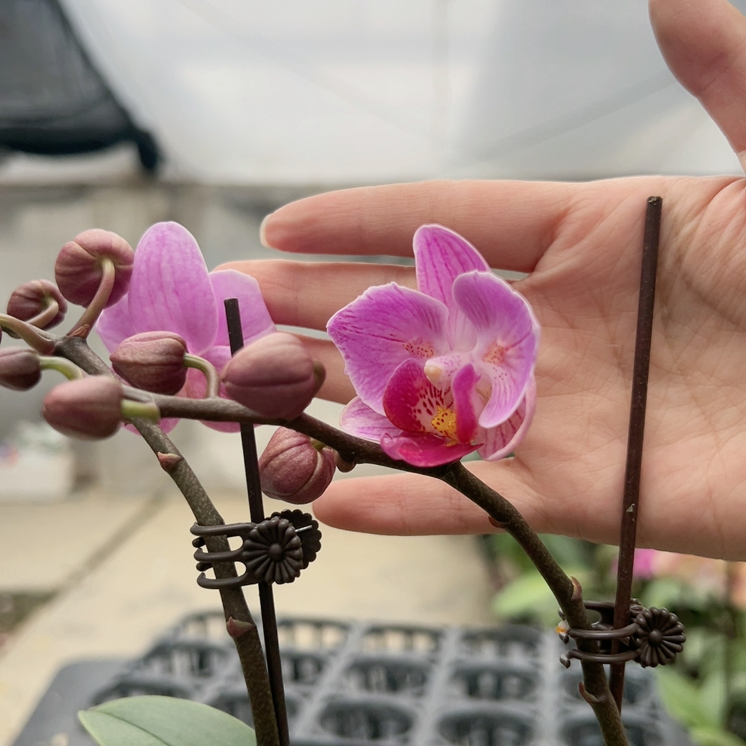 0665美琪粉红兔两眼破烂边变异双剑2.5杯,鲜花速递/花卉仿真/绿植园艺,国兰/杂交兰/洋兰类,淘宝优惠券,粉丝福利购,淘宝优惠卷