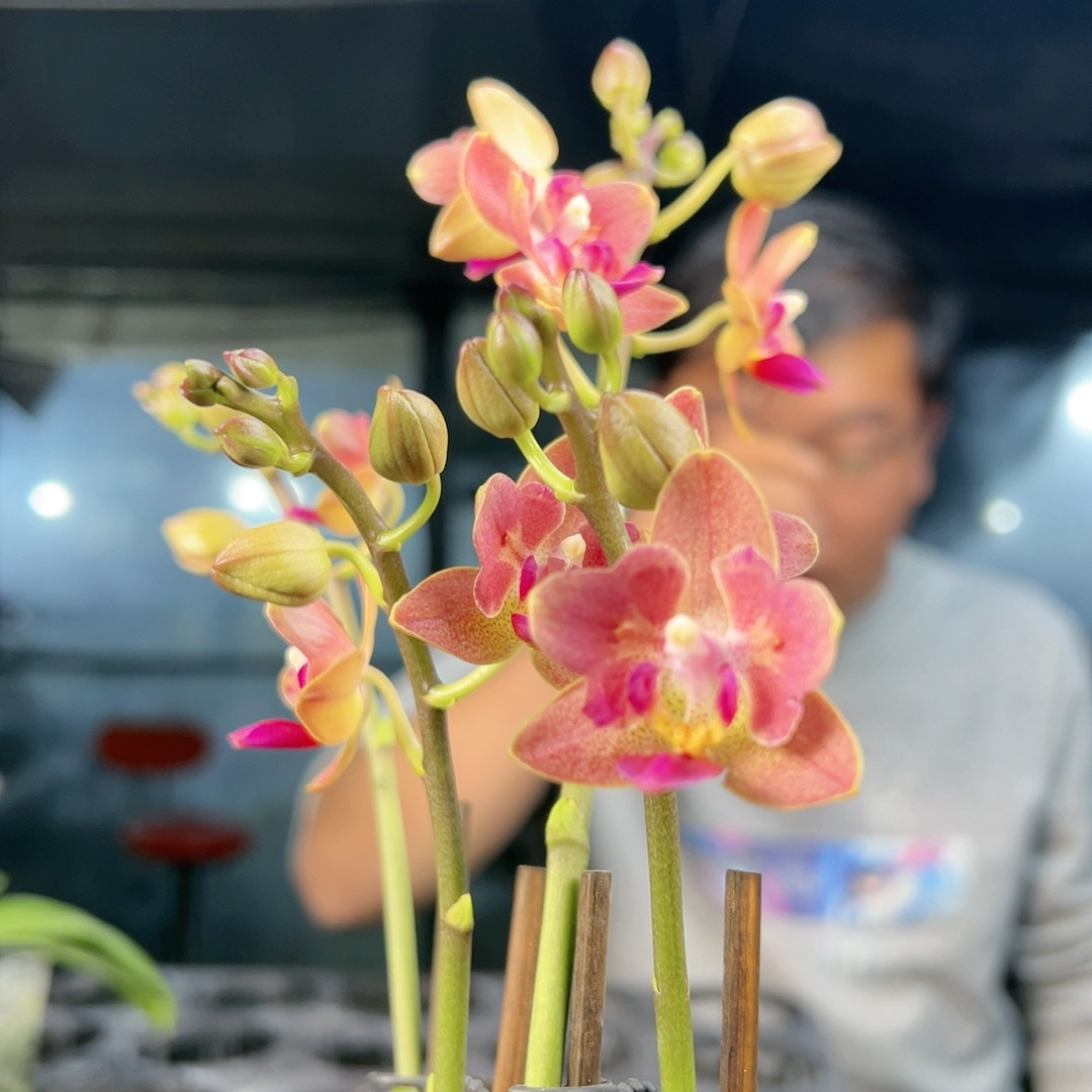 红色小花两眼变异多梗开花株一颗 高温晒太阳有香,鲜花速递/花卉仿真/绿植园艺,国兰/杂交兰/洋兰类,淘宝优惠券,粉丝福利购,淘宝优惠卷