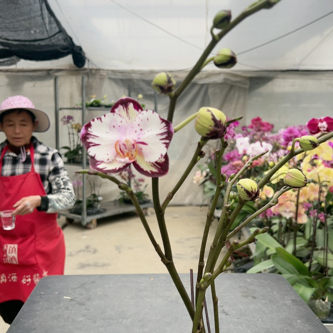 0691哈根达斯哈宝5寸硬壳杯,鲜花速递/花卉仿真/绿植园艺,国兰/杂交兰/洋兰类,淘宝优惠券,粉丝福利购,淘宝优惠卷