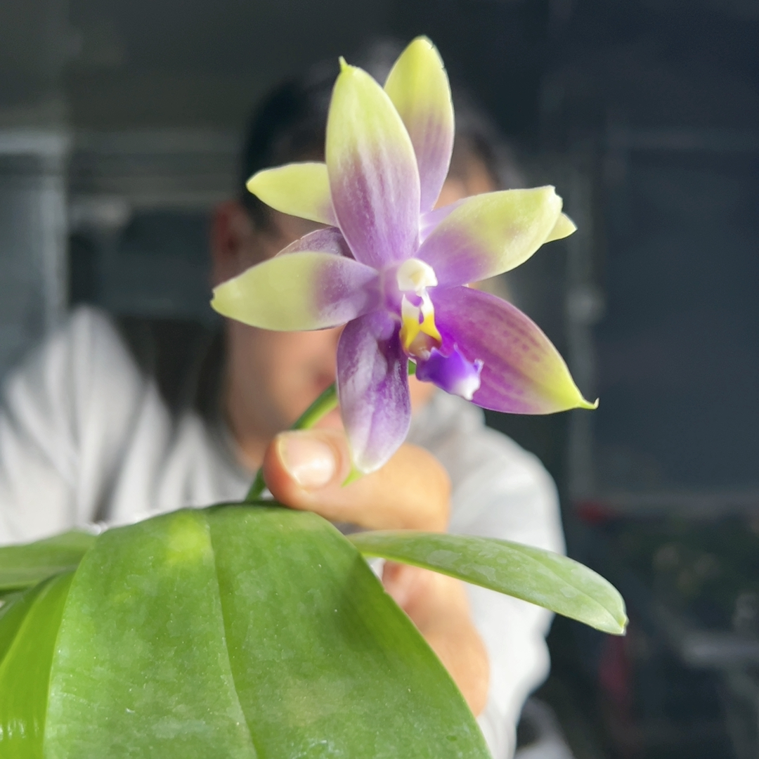 E187。黄系色系原生种 清仓大捡漏