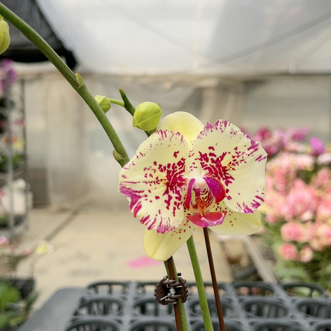 0401麒麟两眼破烂边变异双剑3.0杯,鲜花速递/花卉仿真/绿植园艺,国兰/杂交兰/洋兰类,淘宝优惠券,粉丝福利购,淘宝优惠卷