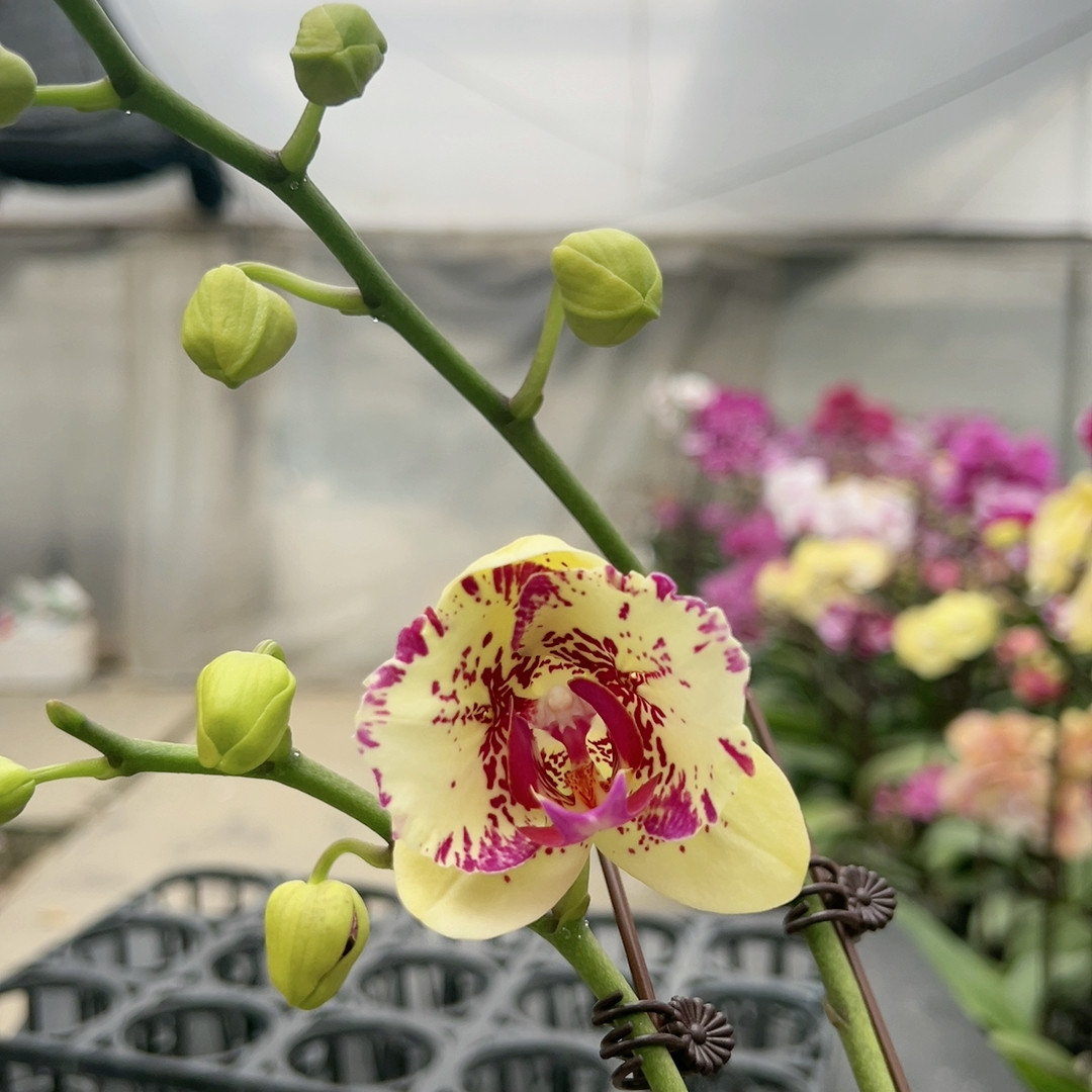 0684麒麟两眼蕾丝破烂边双剑3.0杯,鲜花速递/花卉仿真/绿植园艺,国兰/杂交兰/洋兰类,淘宝优惠券,粉丝福利购,淘宝优惠卷