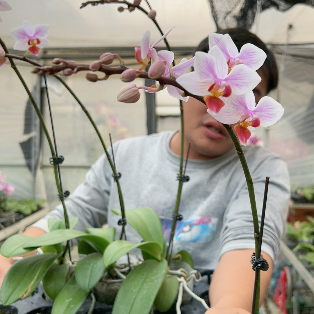 D462。2.8杯卡地亚橘带花发货 清仓大甩卖