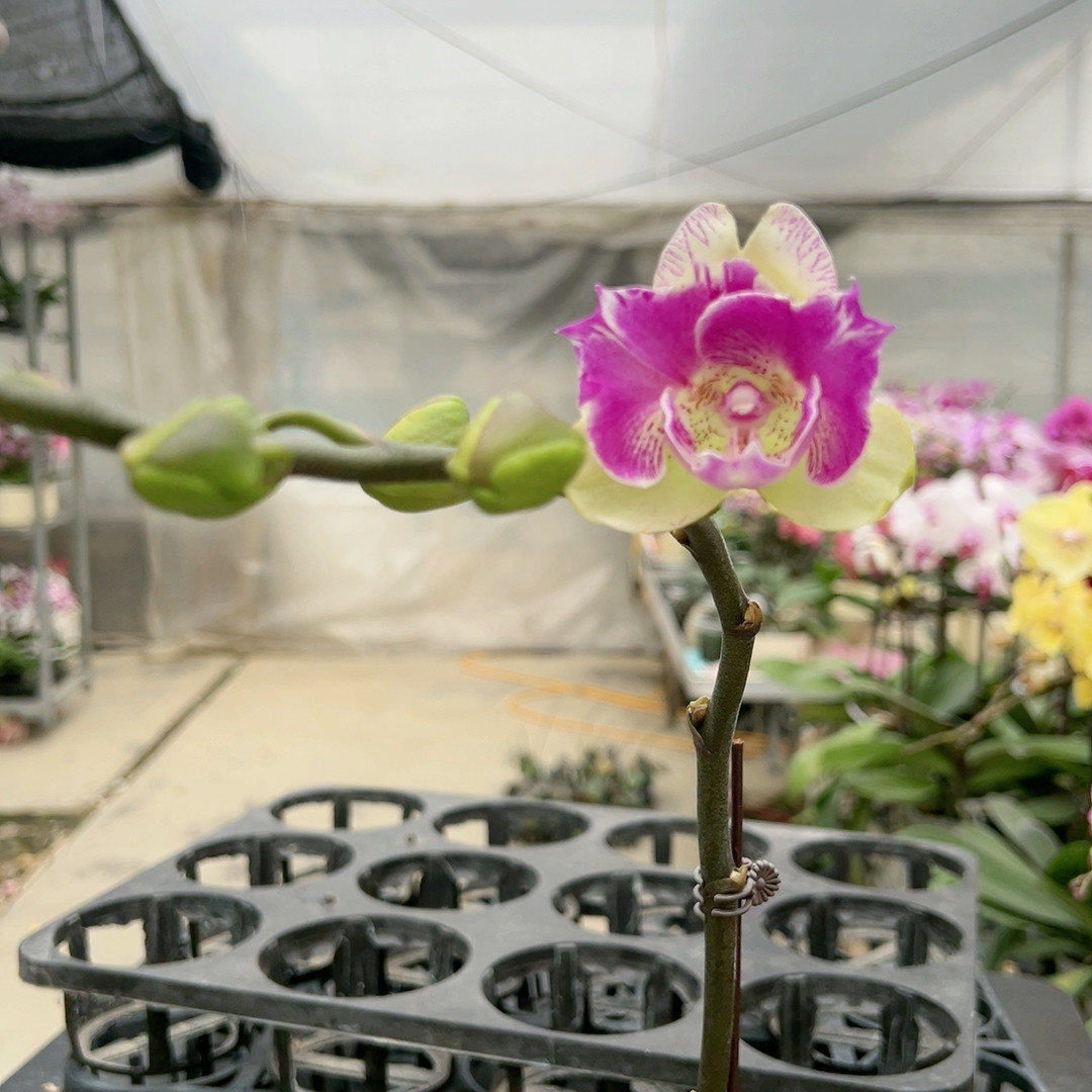 0961梦露两眼变异3.5寸杯,鲜花速递/花卉仿真/绿植园艺,国兰/杂交兰/洋兰类,淘宝优惠券,粉丝福利购,淘宝优惠卷