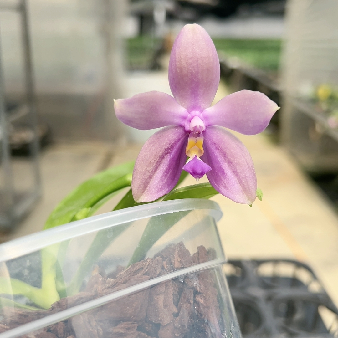 E482 灰蓝色 4.5寸大杯