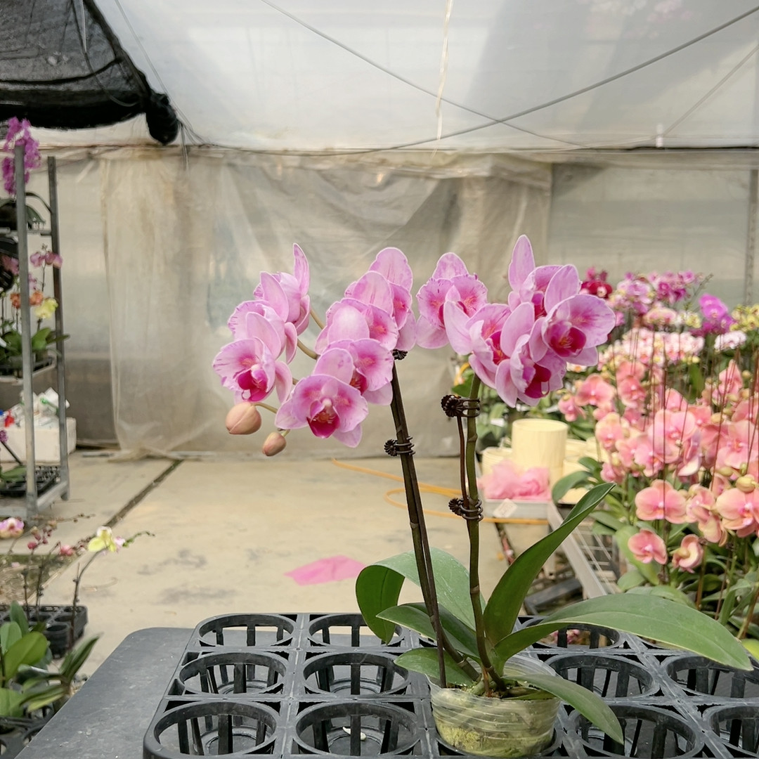 0400杭州美女两眼变异双剑2.8贝,鲜花速递/花卉仿真/绿植园艺,国兰/杂交兰/洋兰类,淘宝优惠券,粉丝福利购,淘宝优惠卷