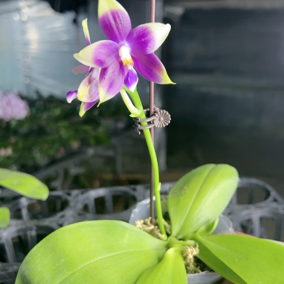 E273 原生种捡漏吧