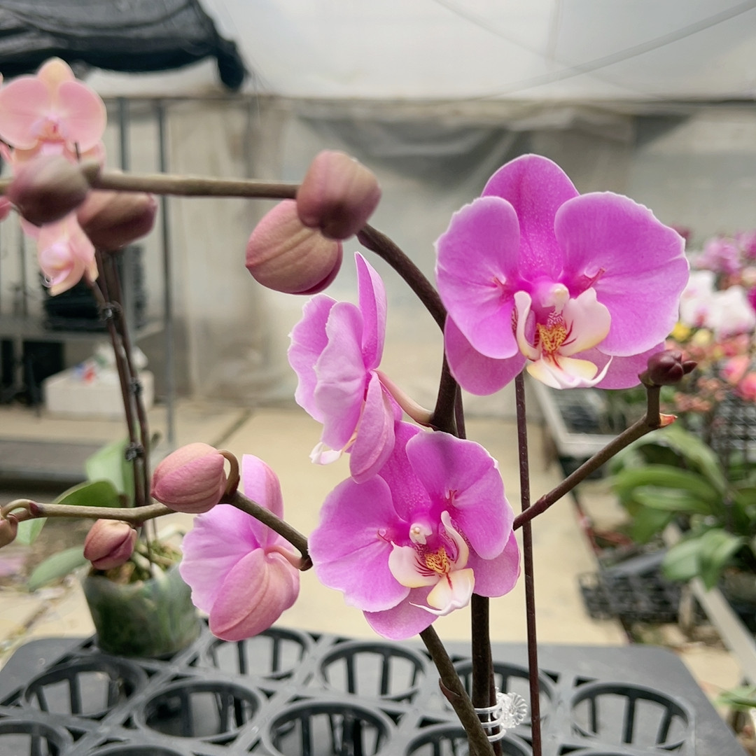 0747安娜两眼蕾丝变异双剑3.0杯,鲜花速递/花卉仿真/绿植园艺,国兰/杂交兰/洋兰类,淘宝优惠券,粉丝福利购,淘宝优惠卷