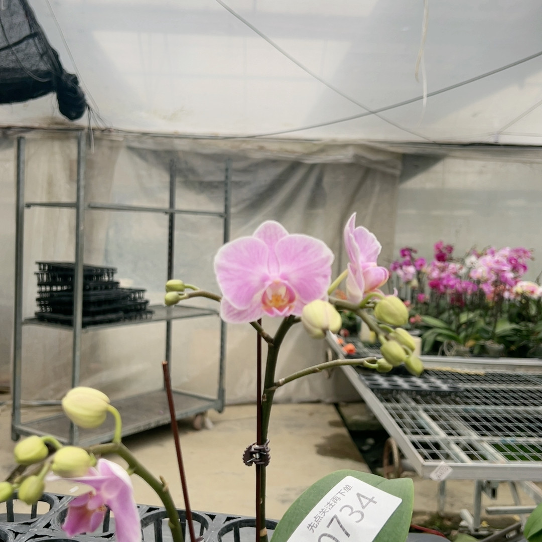 0734欧洲小蓝杂交实生双剑,鲜花速递/花卉仿真/绿植园艺,国兰/杂交兰/洋兰类,淘宝优惠券,粉丝福利购,淘宝优惠卷