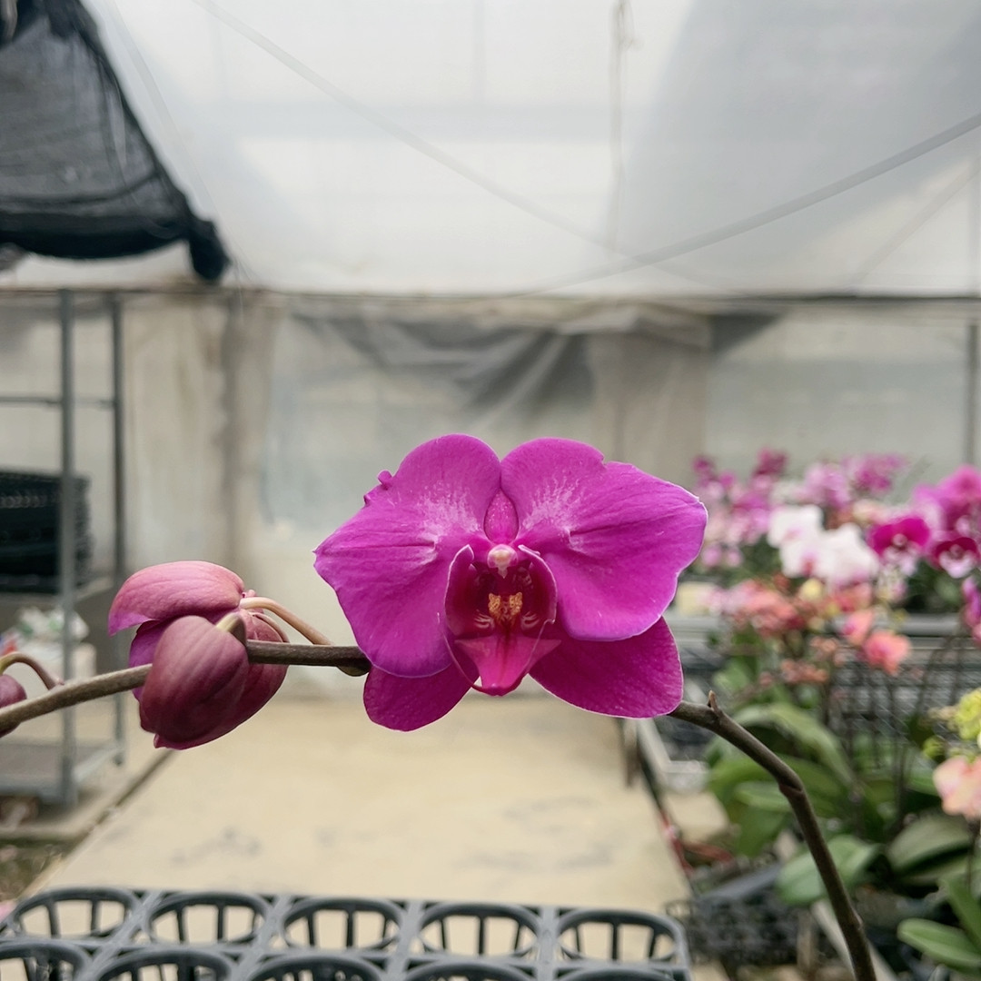 0793紫罗兰两眼变异4寸硬壳杯,鲜花速递/花卉仿真/绿植园艺,国兰/杂交兰/洋兰类,淘宝优惠券,粉丝福利购,淘宝优惠卷