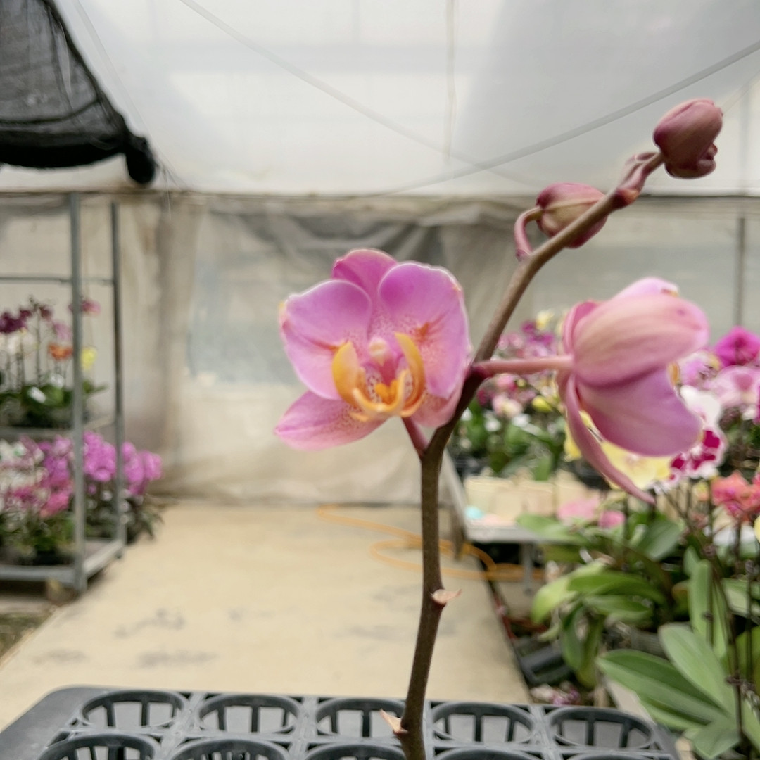 0329博蒙特两眼变异3.0杯,鲜花速递/花卉仿真/绿植园艺,国兰/杂交兰/洋兰类,淘宝优惠券,粉丝福利购,淘宝优惠卷