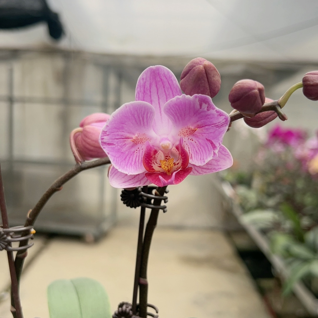 0516。美琪粉红兔两眼变异双梗,鲜花速递/花卉仿真/绿植园艺,国兰/杂交兰/洋兰类,淘宝优惠券,粉丝福利购,淘宝优惠卷