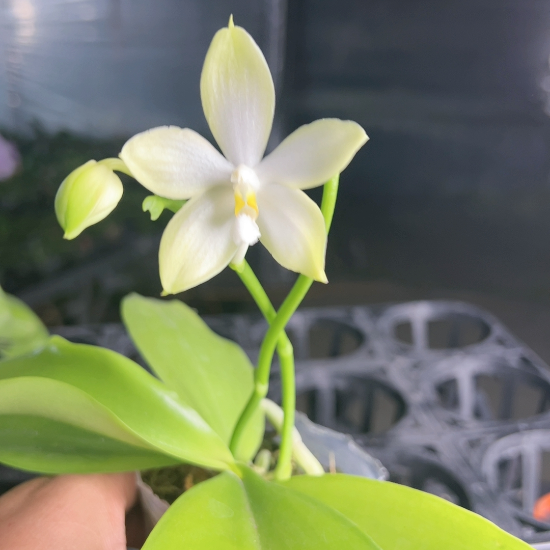 E274 原生种捡漏吧