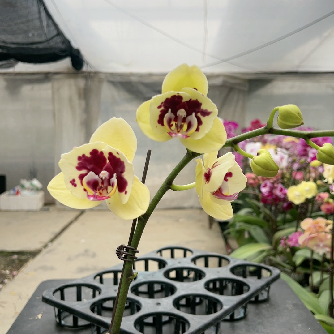 0662黄金熊猫两眼破烂边变异3.5寸杯,鲜花速递/花卉仿真/绿植园艺,国兰/杂交兰/洋兰类,淘宝优惠券,粉丝福利购,淘宝优惠卷