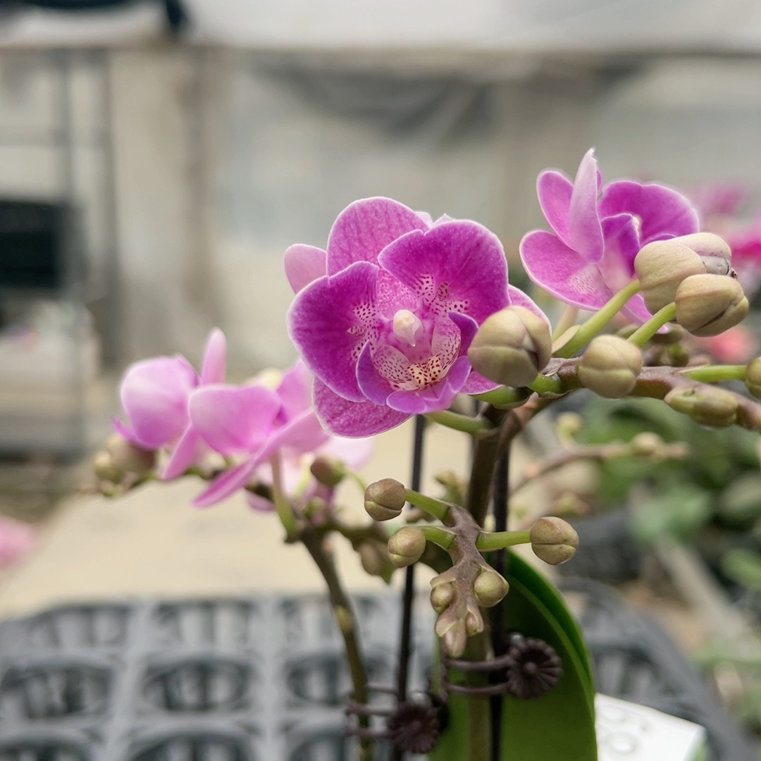 0789欧洲小蓝两眼变异三花剑3.0杯,鲜花速递/花卉仿真/绿植园艺,国兰/杂交兰/洋兰类,淘宝优惠券,粉丝福利购,淘宝优惠卷