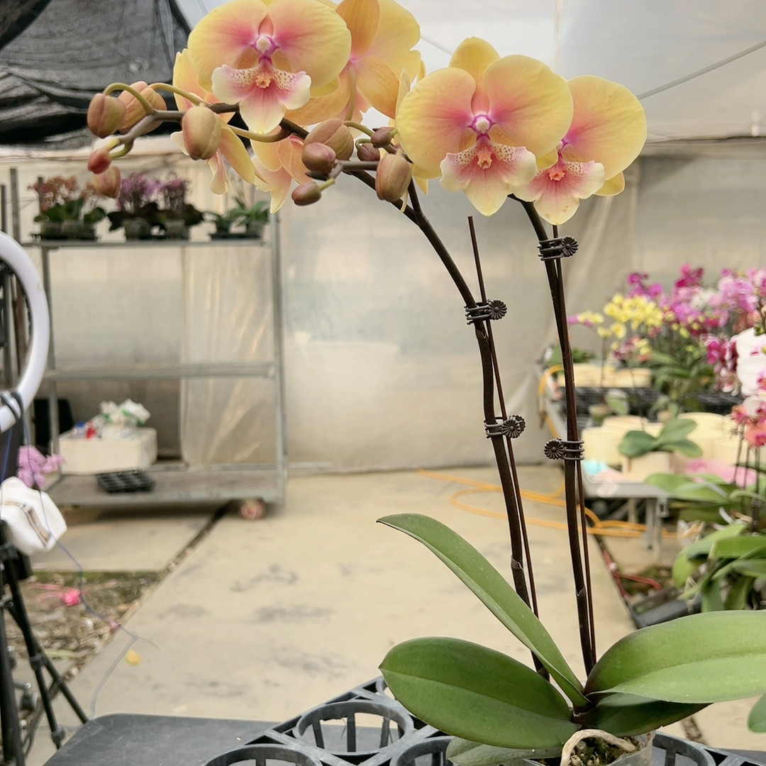 0183。黄桃之梦双梗,鲜花速递/花卉仿真/绿植园艺,国兰/杂交兰/洋兰类,淘宝优惠券,粉丝福利购,淘宝优惠卷