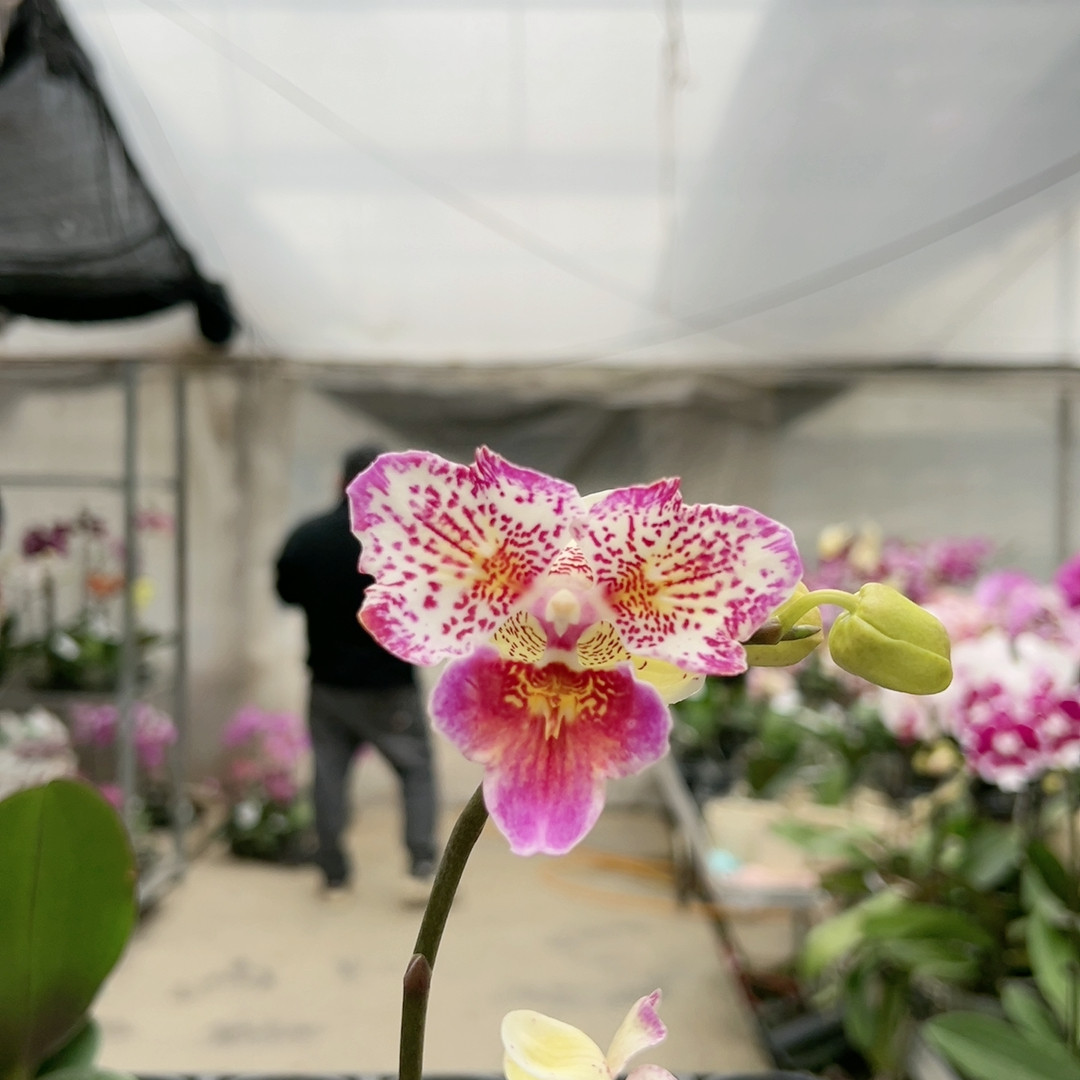 0361勇哥之心两眼变异双剑一剑不变3.0杯,鲜花速递/花卉仿真/绿植园艺,国兰/杂交兰/洋兰类,淘宝优惠券,粉丝福利购,淘宝优惠卷