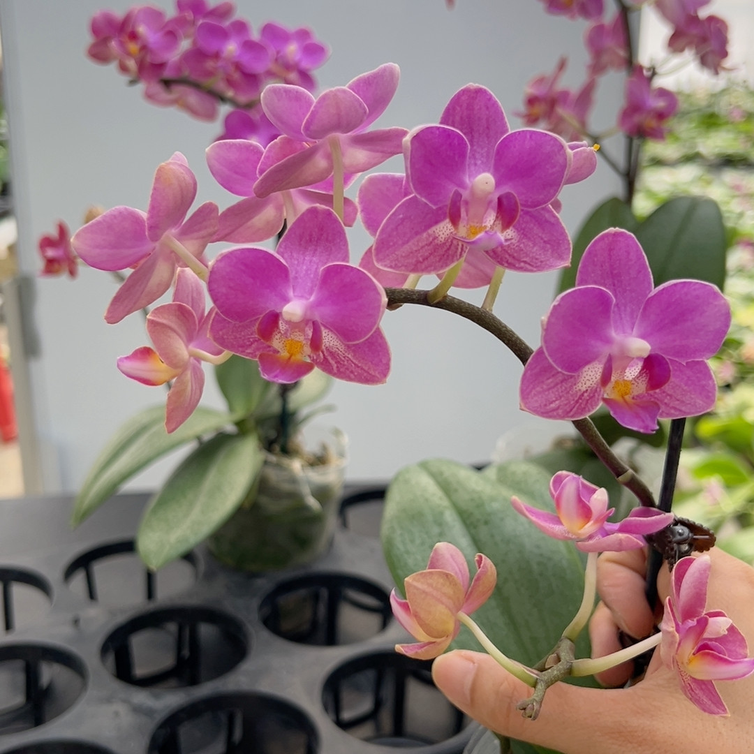 0141七里香3寸满花有微瑕大漏