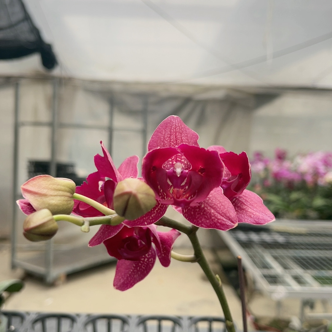 0730蒙特勒两眼变异3.0杯,鲜花速递/花卉仿真/绿植园艺,国兰/杂交兰/洋兰类,淘宝优惠券,粉丝福利购,淘宝优惠卷