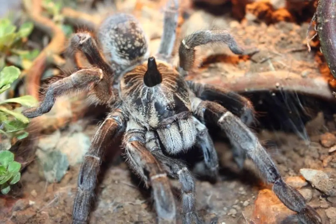 直角巴布宠物捕鸟蛛1-5cm活体凶猛奇异