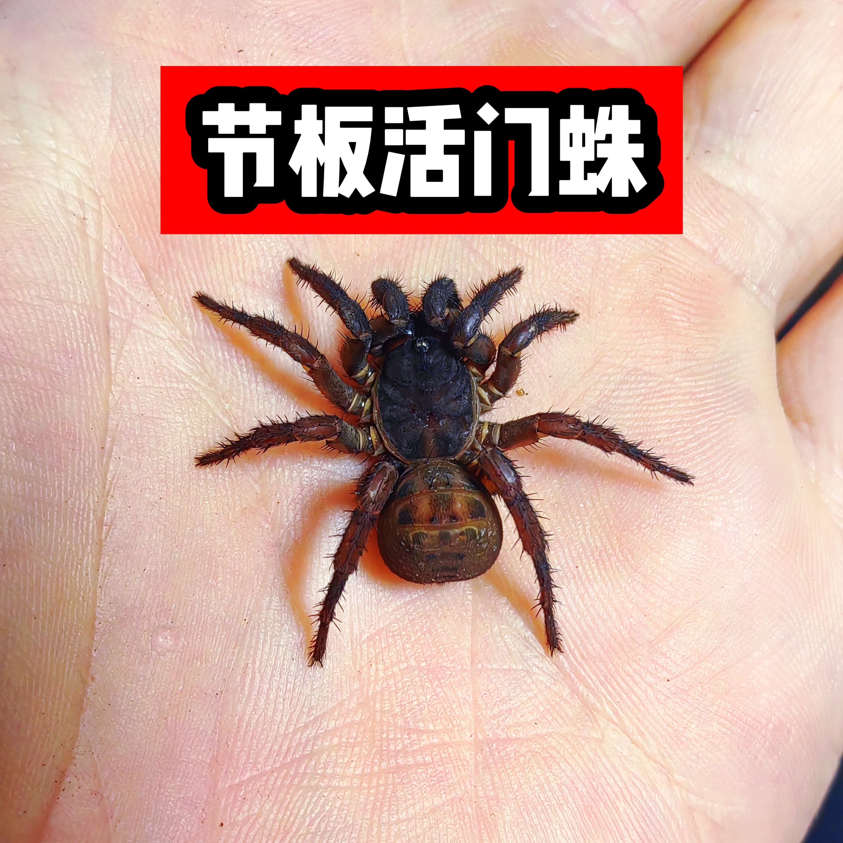 川南的节板会做活门蜘蛛挖洞懒人宠物可爱网红便宜学生版油彩