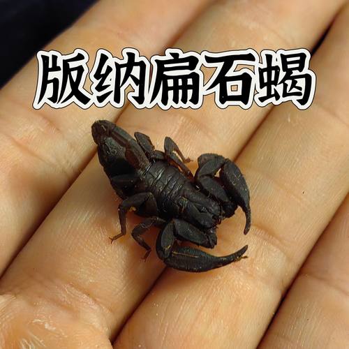 云南西双版纳扁石蝎宠物温顺雨林系蝎子懒人宠物