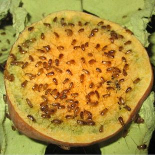 樱桃蟑螂樱桃红蟑螂蟋蟀杜比亚螳螂蜘蛛蜥蜴龙鱼饲料鸟食活体饲料