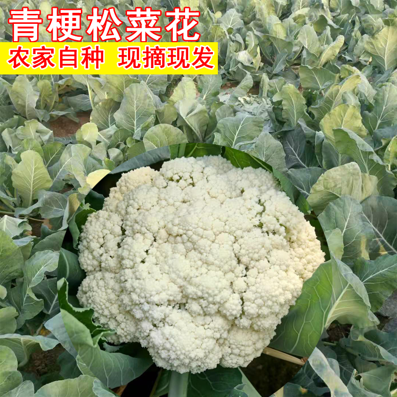 长梗松花菜菜花新鲜蔬菜农家粪肥种植青梗散菜花现砍自种散花菜