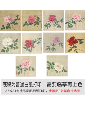 有步骤图工笔画打印白描底稿没骨牡丹用于初学者临摹勾线练习上色