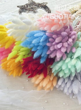 云南兔尾草50-60支干花永生花真花家居装饰跨境干花彩色狗尾巴草