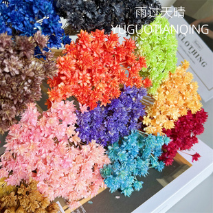 小山花天然真花瓶插花永生小山花DIY花材重瓣小蜡菊迷你小雏