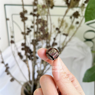 足球果天然干花干树枝小众轻奢果实类花佛系干花花材家居民宿插花