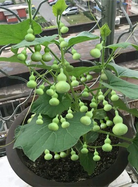 把玩葫芦种子文玩手把小葫芦种子