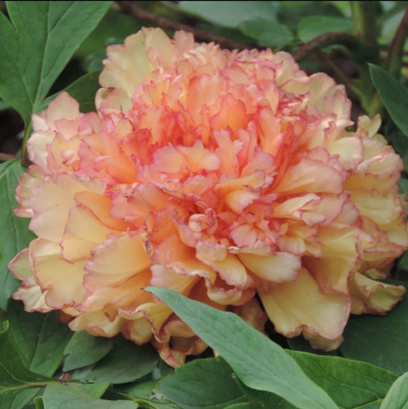 观赏牡丹黄金阁千层花瓣庭院阳台盆栽地栽花卉植物浓香大花