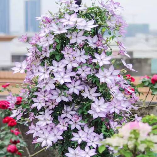 爬藤铁线莲 乌托邦 耐寒耐热盆栽地栽庭院阳台大爬藤四季开花