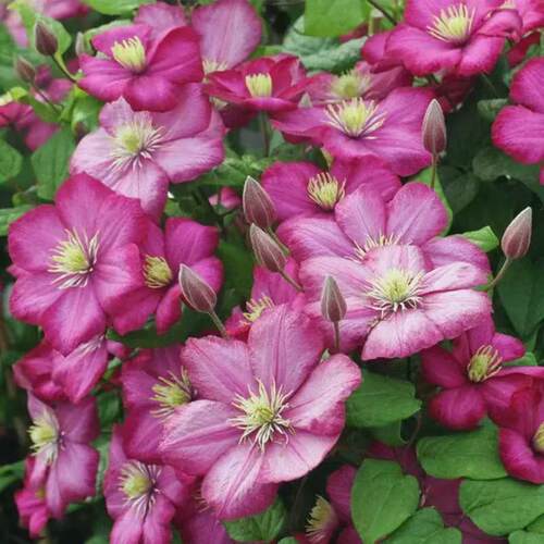 铁线莲里昂村庄 三类铁线莲耐寒耐热室内阳台庭院盆栽花卉