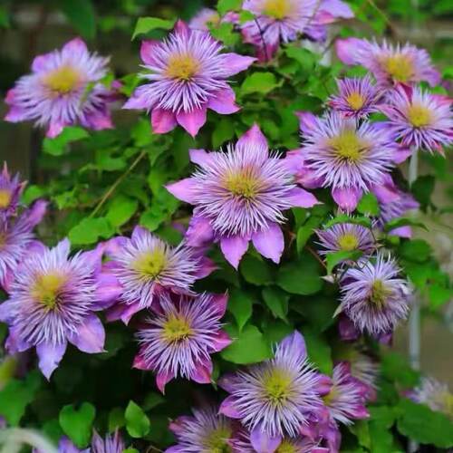 水晶喷泉爬藤植物耐寒耐热