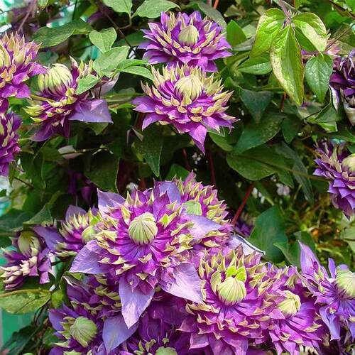 铁线莲爬藤植物庭院阳台盆栽花卉