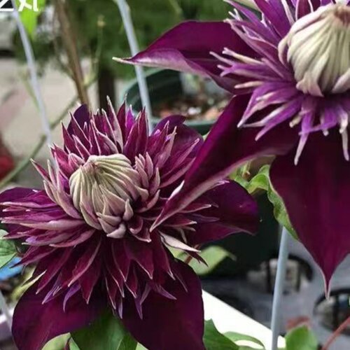 铁线莲紫子丸重瓣爬藤盆栽地栽