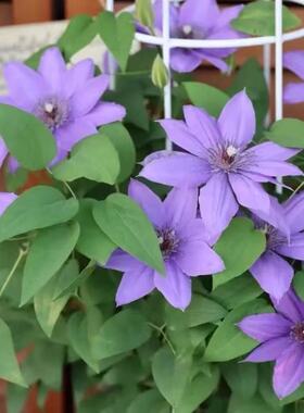 【巴黎风琴】铁线莲紫色单瓣爬藤花室内阳台庭院盆栽地栽观花植物