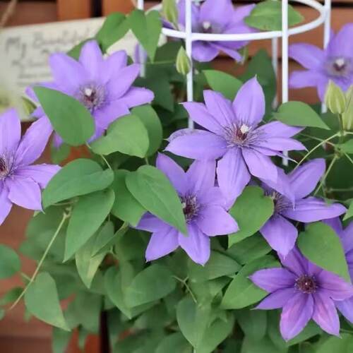 【巴黎风琴】铁线莲紫色单瓣爬藤花室内阳台庭院盆栽地栽观花植物